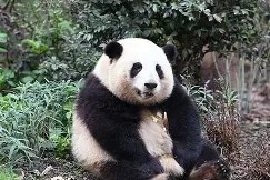 猫坐车表情包-开云体育官网